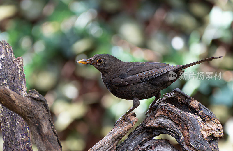 栖息在树枝上的黑鸟(Turdus merula)